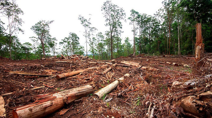 Deforestation in Australia
