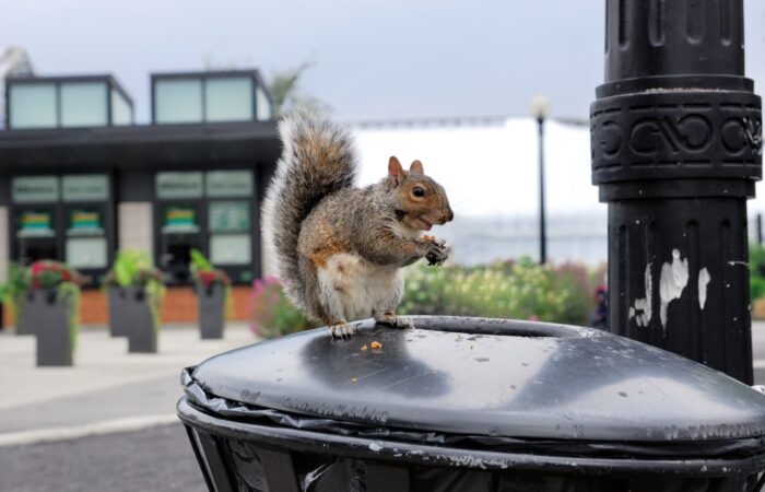 Australian wildlife in urban areas