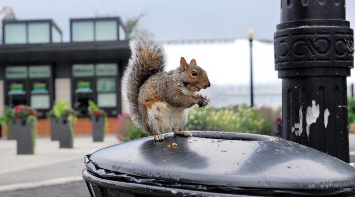 Australian wildlife in urban areas