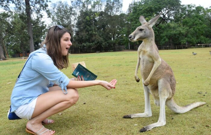 Lone Pine Koala Sanctuary in Brisbane