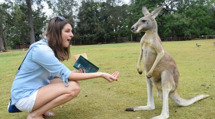 Lone Pine Koala Sanctuary in Brisbane