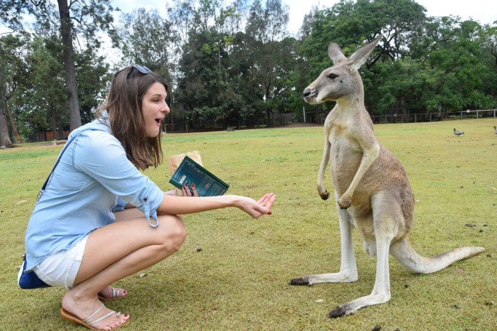 Lone Pine Koala Sanctuary in Brisbane