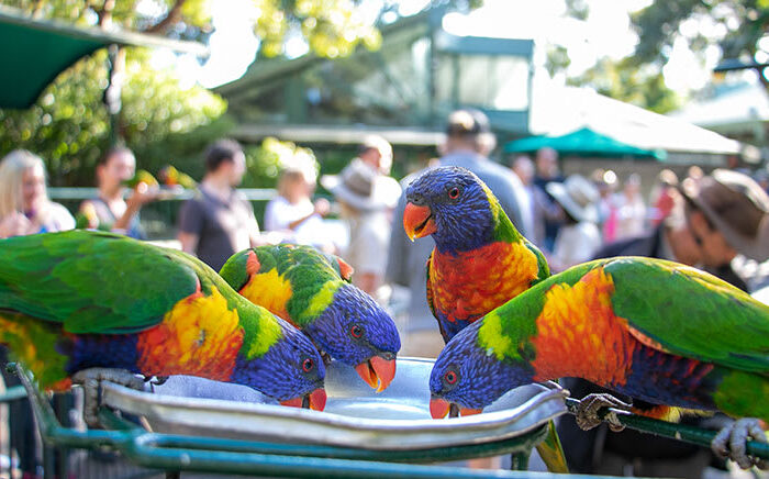Currumbin Wildlife Sanctuary experiences
