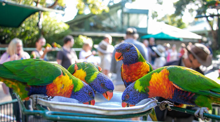 Currumbin Wildlife Sanctuary experiences