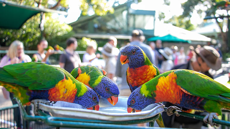Currumbin Wildlife Sanctuary experiences