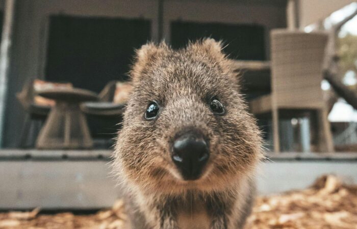 Rottnest Island’s quokkas