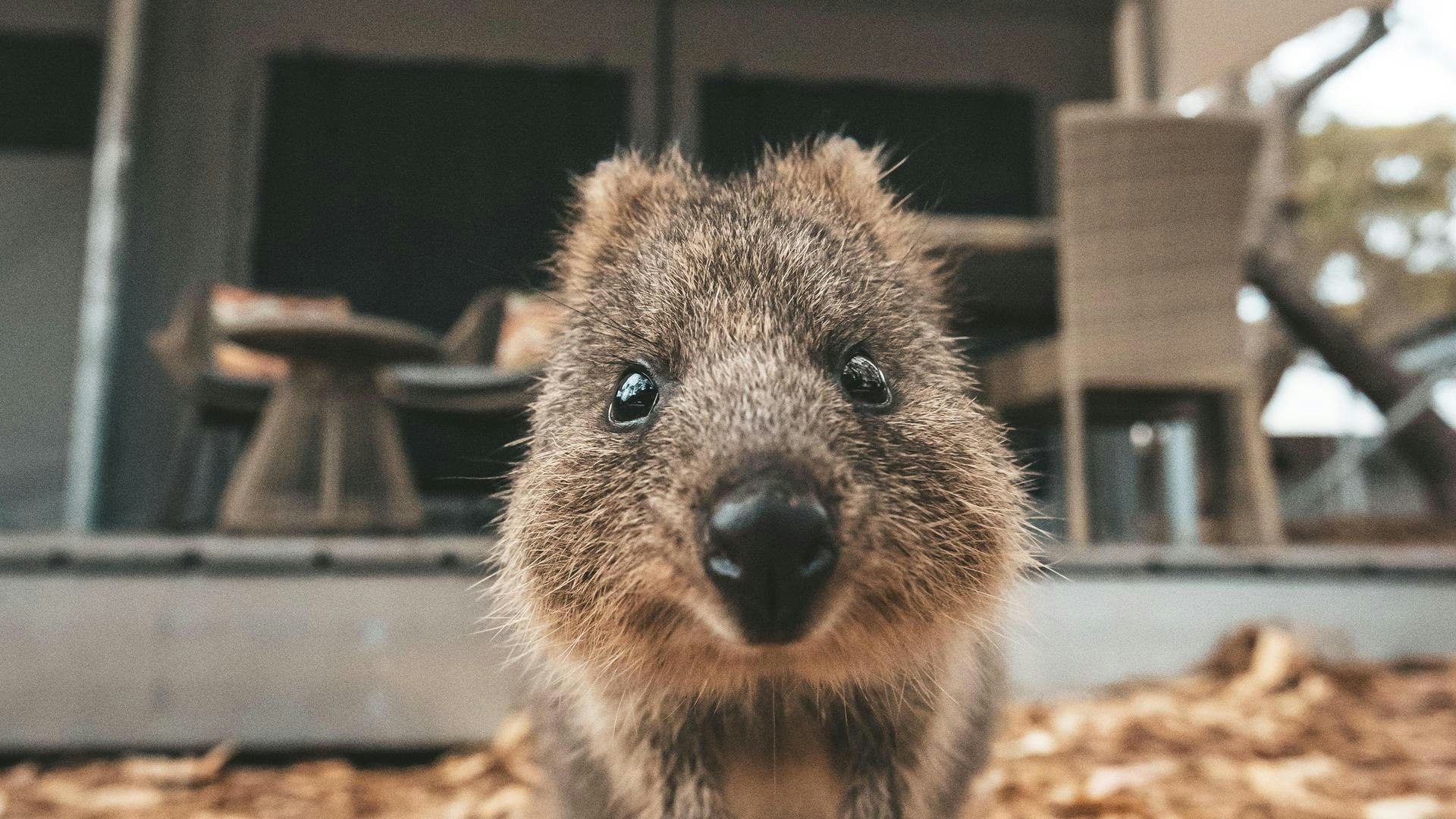 Rottnest Island’s quokkas