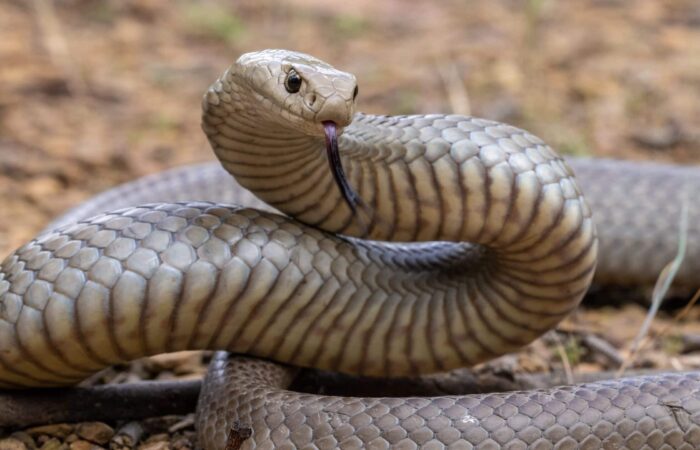 Dangerous animals in Australia