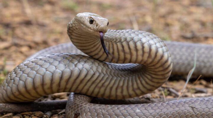 Dangerous animals in Australia