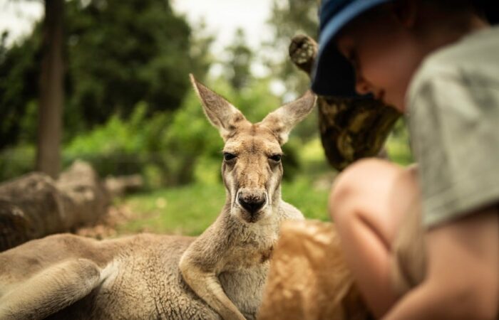 Evolution of Australian wildlife