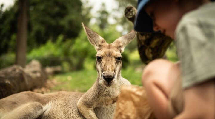 Evolution of Australian wildlife