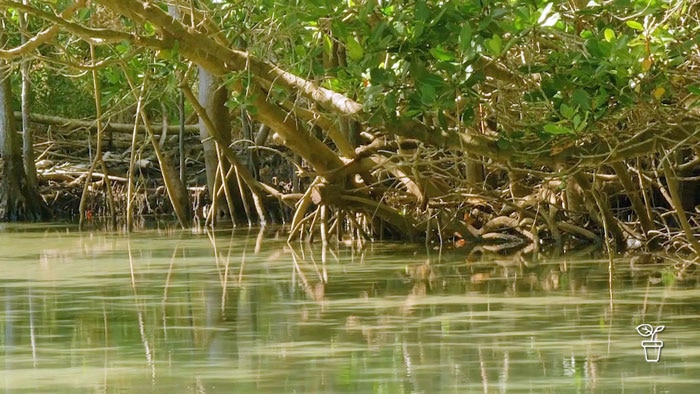 Australian mangroves