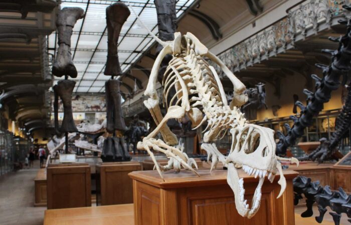 Australian natural history museums