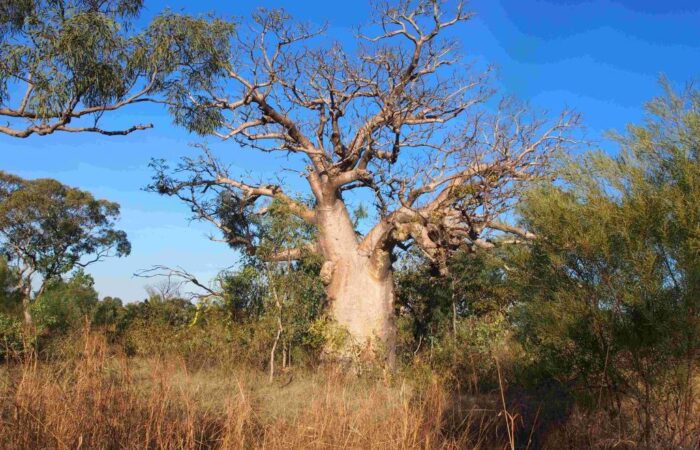 Australia’s oldest trees
