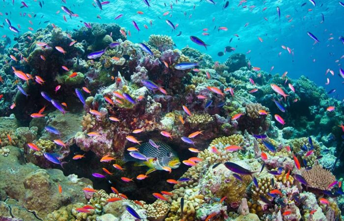 Australian coastal ecosystems