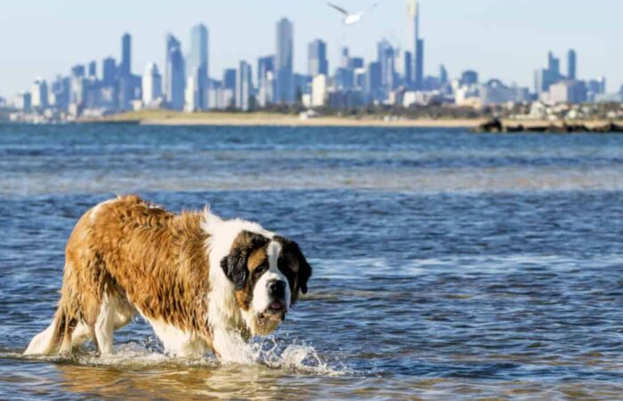 Pet-friendly cities in Australia
