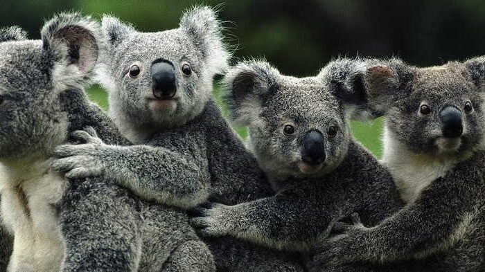 Phillip Island Koala Conservation Centre