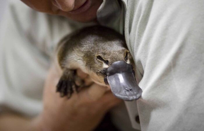 Platypus sightings in Australia