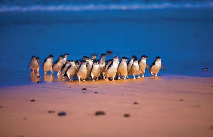 Penguin parade on Phillip Island