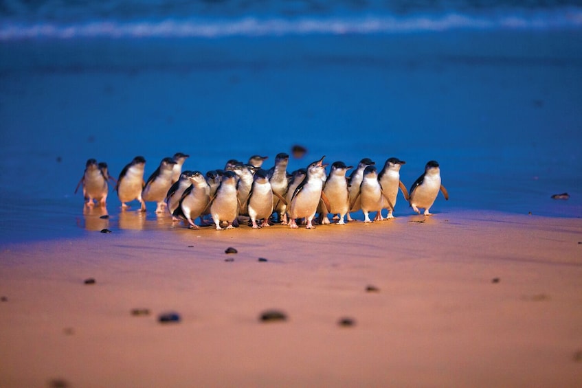 Penguin parade on Phillip Island
