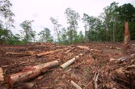 Biodiversity loss in Australia