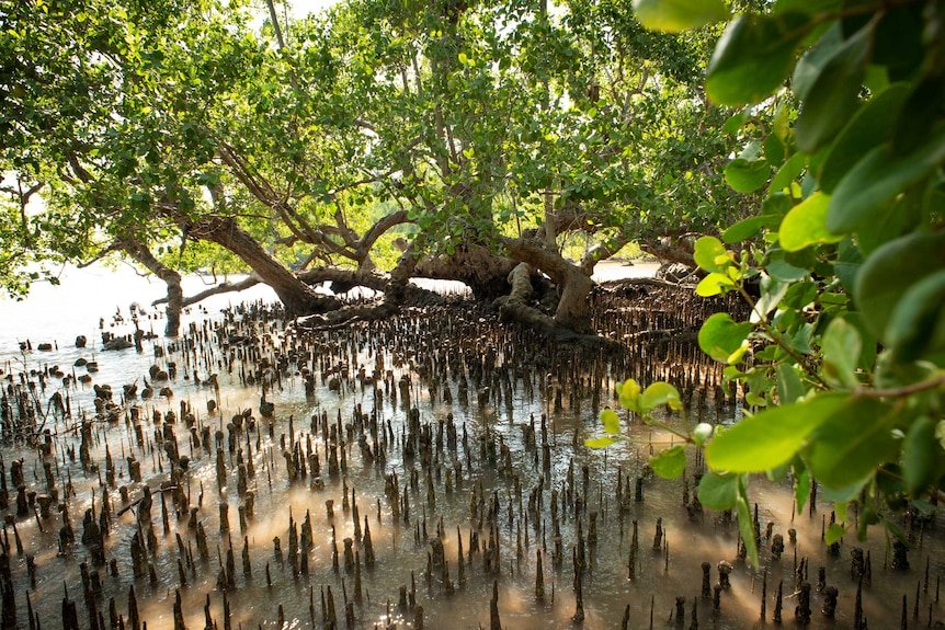 Mangrove ecosystems in Australia