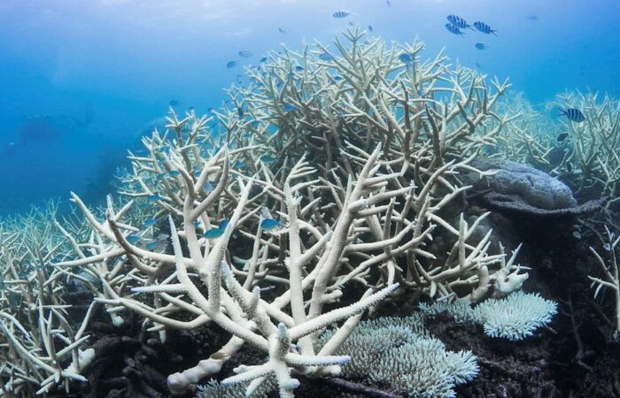 Great Barrier Reef bleaching events