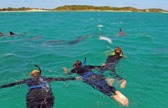 Swimming with dolphins in Australia