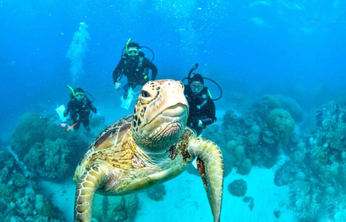 Conservation in the Great Barrier Reef