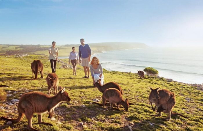 Kangaroo Island wildlife tours