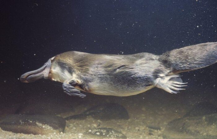 Platypus population decline