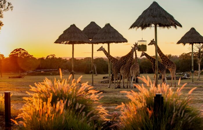 Dubbo’s Taronga Western Plains Zoo