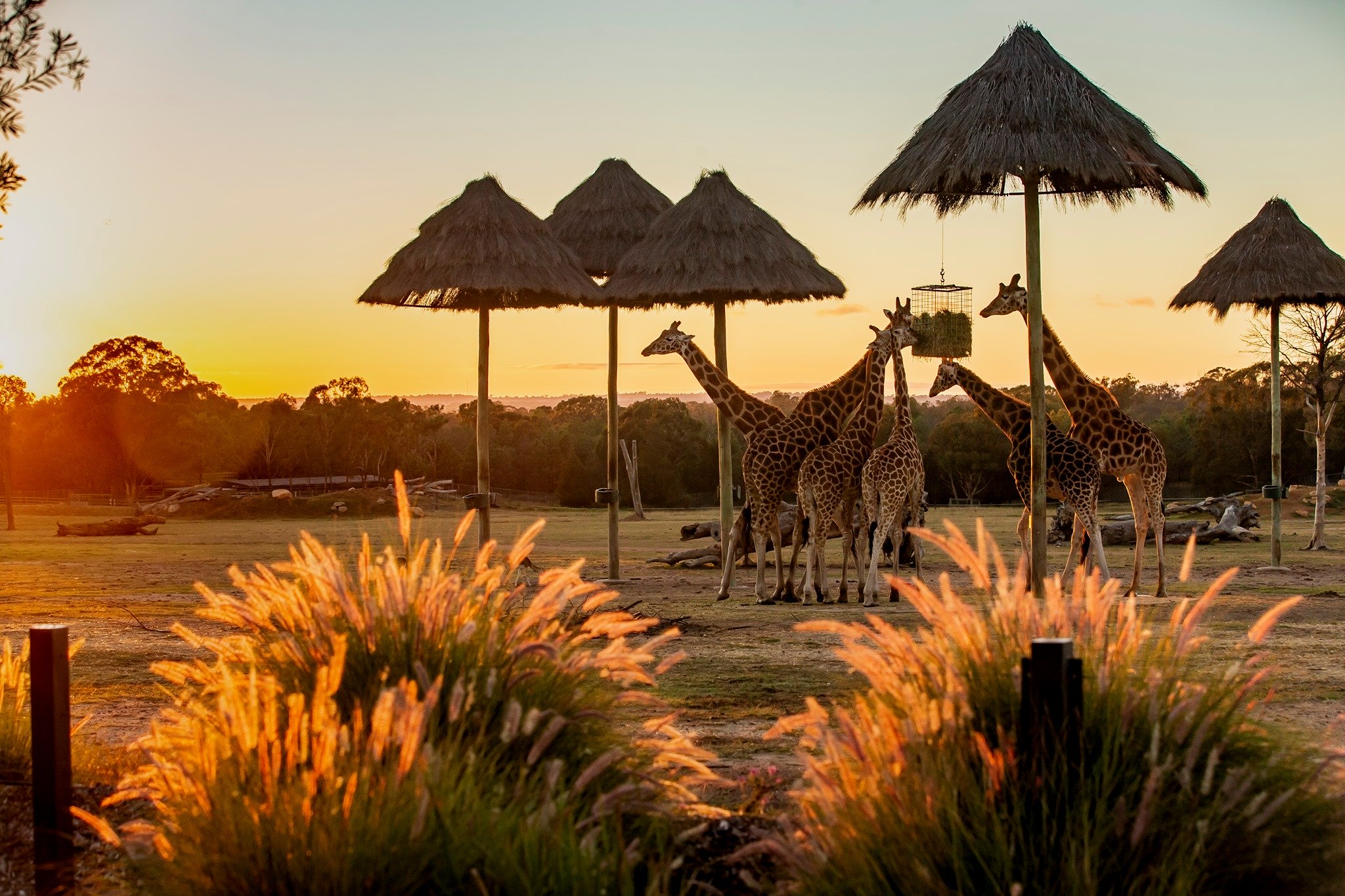 Dubbo’s Taronga Western Plains Zoo