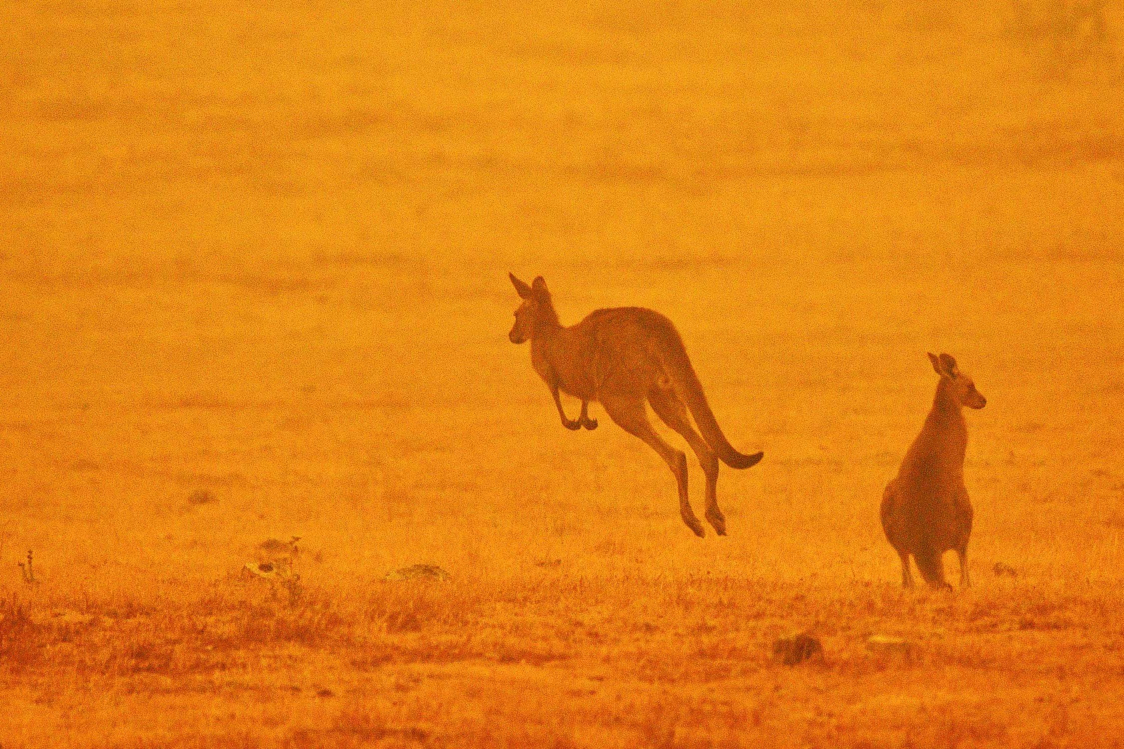 Wildlife affected by bushfires