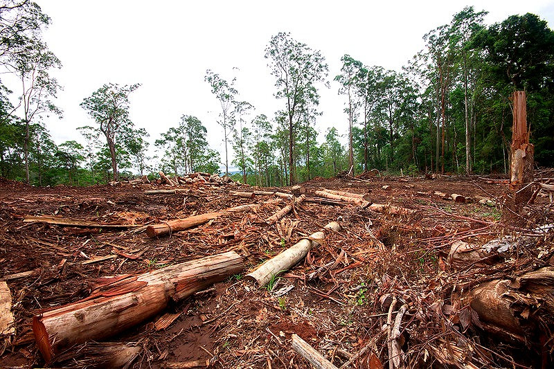 Deforestation in Australia