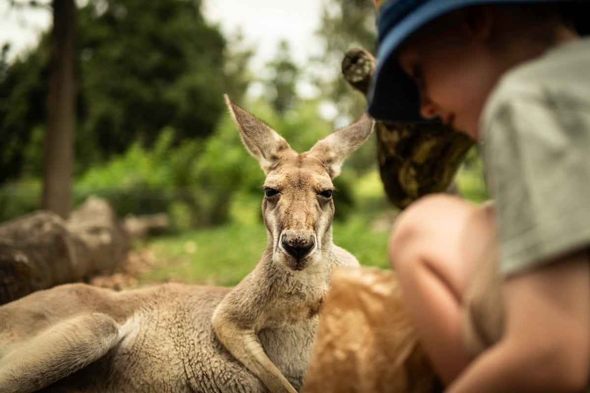 Evolution of Australian wildlife