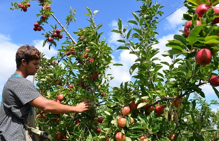 working holiday visa australia jobs for backpackers