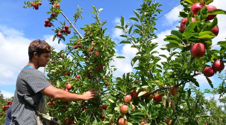 working holiday visa australia jobs for backpackers